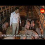Nhập khẩu lợn giống Danbred - Đan Mạch 11/2013